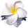 SEESTERN Bali Hawaii Haarklammer 2 Frangipani Blüten aus Moosgummi, Haarspange Weiß