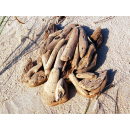 Seestern Sportswear Treibholz Deko m. Schildkröte (30 cm) Motiv Wanddeko Driftwood Holzdeko /1324