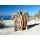 Seestern Sportswear Treibholz Deko m. Schildkröte (30 cm) Motiv Wanddeko Driftwood Holzdeko /1324