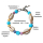 SEESTERN Armband / Armbänder mit Kauri Muschel Design, Muschel Modeschmuck/009