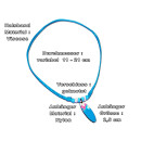 Seestern Halskette Modeschmuck mit Surfboard Nylon Anhänger 2,5 cm variables Halsband /1585 Hellblau_ 5 Stueck