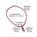 Seestern Halskette Modeschmuck mit Surfboard Nylon Anhänger 2,5 cm variables Halsband /1588 Rosa_ 1 Stueck