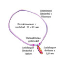 Seestern Halskette Modeschmuck mit Surfboard Nylon Anhänger 2,5 cm variables Halsband /1589 Rosa_ 5 Stueck