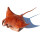 Naturalistische Holzschnitzkunst von Bali Manta Rochen Ray 40 x 30 x 20 cm /2083