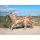 SEESTERN Treibholz Deko m. Pferd (78 cm) Motiv Wanddeko Driftwood Holzdeko /2340
