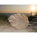 SEESTERN Treibholz Deko Blatt Schale (60 cm) Motiv Wanddeko Driftwood Holzdeko /2349