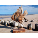 SEESTERN Treibholz Deko Fisch Motiv (63 cm) Frei stehend Driftwood Holzdeko /2352