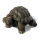 Seestern Homedeko Schildkröte Turtle Garten Statue Figur Skulptur 45 cm Steinguß für innen & außen /2480
