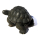 Seestern Homedeko Schildkröte Turtle Garten Statue Figur Skulptur 45 cm Steinguß für innen & außen /2480