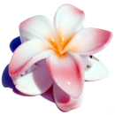 Seestern Sportswear Bali Hawaii Haarklammer 2 Frangipani Blüten, Haarspange