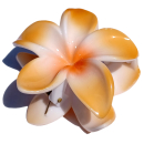 Seestern Sportswear Bali Hawaii Haarklammer 2 Frangipani Blüten, Haarspange