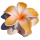 Seestern Sportswear Bali Hawaii Haarklammer 2 Frangipani Blüten, Haarspange