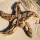 SEESTERN Treibholz Deko mit Seestern ( 30 cm ) Motiv Wanddeko Driftwood Holzdeko /1328
