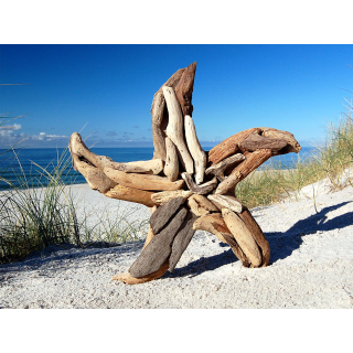 SEESTERN Treibholz Deko mit Seestern ( 40 cm ) Motiv Wanddeko Driftwood Holzdeko /1327