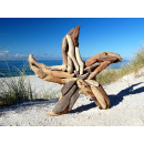 SEESTERN Treibholz Deko mit Seestern ( 40 cm ) Motiv Wanddeko Driftwood Holzdeko /1327