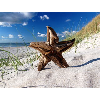 SEESTERN Treibholz Deko mit Seestern ( 20 cm ) Motiv Wanddeko Driftwood Holzdeko /1433