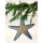 Seestern Weihnachtsbaum Christbaum Schmuck Weihnachtsdeko Surfing Xmas /1406 6 er Pack